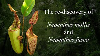 The rediscovery of Nepenthes mollis and Nepenthes fusca [upl. by Sairahcaz]