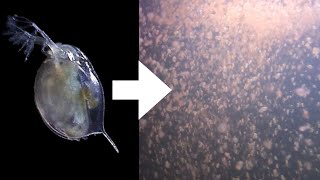 How I Culture Daphnia [upl. by Daeriam]