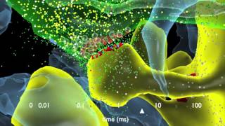 How Synapses Work [upl. by Ynaffets610]