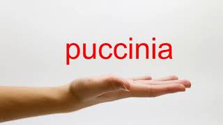 How to Pronounce puccinia  American English [upl. by Schwitzer352]