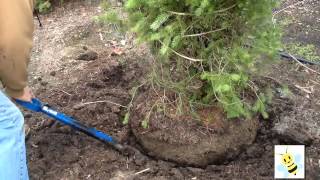 Can You Dig It  Learn how to dig a tree or shrub to transplant [upl. by Annabell]