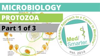 Protozoa  Microbiology  USMLE STEP 1  Part 1 of 3 [upl. by Statis699]