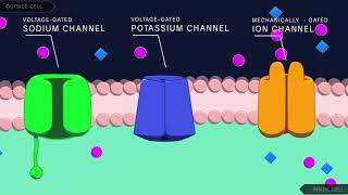 Action Potential in the Neuron [upl. by Hgielra]