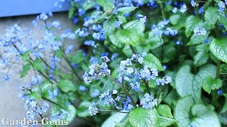 Siberian bugloss Brunnera macrophylla [upl. by Yngiram944]