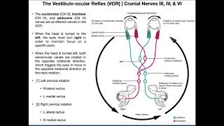 Oculocephalic Testing  Neurology اسره صوتك [upl. by Allianora521]