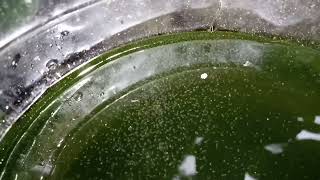 DAPHNIA MOINA CULTURE IN A SMALL BUCKET [upl. by Gearalt]