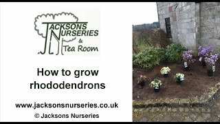 How to Grow Rhododendrons [upl. by Arther576]