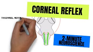 Vestibuloocular Reflex VOR  Structure amp Physiology [upl. by Catlin]