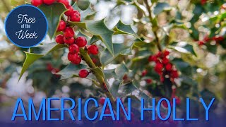 Tree of the Week American Holly [upl. by Ecnatsnoc447]