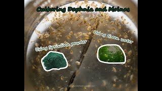 How To Culture Daphnia and Moinas using Green Water Spirulina powder [upl. by Senskell]