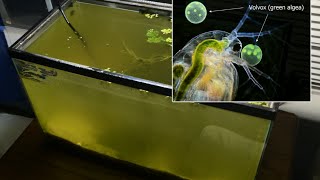 Raising Daphnia for the Freshwater Aquarium [upl. by Annahvas351]