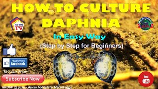 HOW TO CULTURE DAPHNIA In Easy Way [upl. by Spitzer]