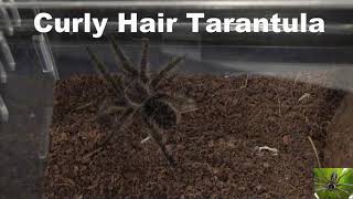 Curly Hair Tarantula Tliltocatl Albopilosus [upl. by Notsuh847]