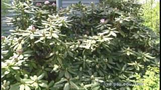 3 Minute Gardener  Rhododendrons [upl. by Pudendas]